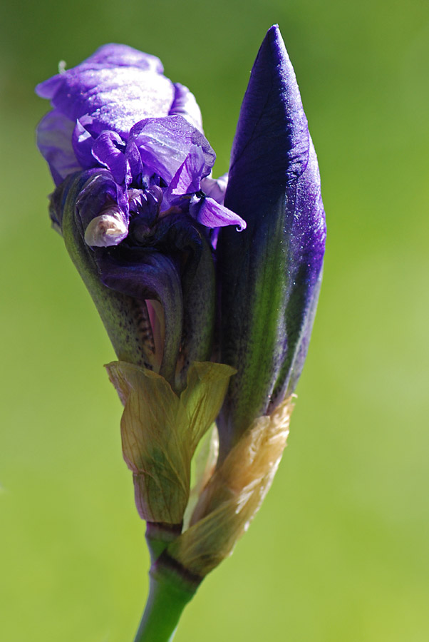 Iris cengialti ???